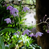 涼しげな花は瑠璃色？　　〜わが家の花たち〜