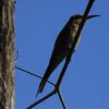 ハチクイ(Rainbow Bee-eater)