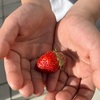 イチゴ狩り？イチゴ取り？何はともあれ美味しいイチゴができました🍓✨