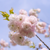 多様な桜：森林研