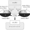 「て・に・を・は」が苦手でも大丈夫…「図解」で説明する威力 | 。世田谷美術館「塔本シスコ　シスコ・パラダイス」展。