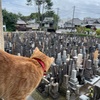 食欲はある