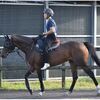 不調なキャロットクラブ出資馬たち