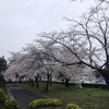 素通り禁止！足利めぐり・満開の桜