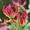 今日の誕生花「グロリオサ」花びらが上に反り返って真っ赤な姿が炎に見える花！