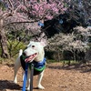 夏日に梅広場
