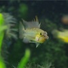 少し遊んでみましたら面白いことに・・・　cfペルソナ―タ