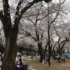 代々木公園のお花見はココで！（2019年3月28日）