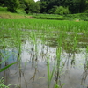 活動報告7月15日　黒豆植え