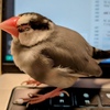 Devin的な自律型開発エージェントをAWS上に作ってみた！