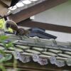 門前の栗鼠＋超月他