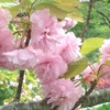 八重桜が満開