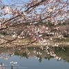 【小美玉市】四季の里の桜・・