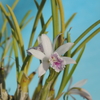 Cattleya lundii f.coerulea