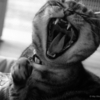 猫第一主義の時間