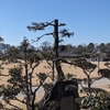 姫路城の景観と樹木  Himeji Castle landscape and trees.