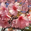 カワズザクラ（河津桜）満開