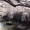中板橋、石神井川の桜を見る（4月5日）