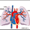 静脈血栓塞栓症（ＶＴＥ）について勉強した①～ＶＴＥ、ＰＴＥとは？～