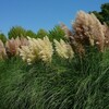 実りの季節の植物園