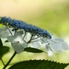 四季の里の紫陽花・・