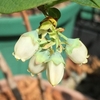 2022 ブルーベリーの花 5回目