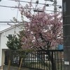 河津桜