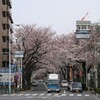 春日町のさくら