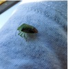 この虫ってカメムシでしょうか……？
