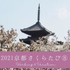 2021京都さくらたび⑧　仁和寺・渉成園