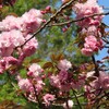 【牡丹のようにふんわりとたくさんの花をつけることから別名を牡丹桜（ボタンザクラ）とも呼ばれる八重桜。今が盛り!】…市内の植物探索（39）
