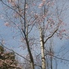 天気がいいので、家族3人で花見に行って来ました　テント編