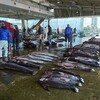 親子で熊野古道を歩く！マグロと温泉の街・那智勝浦を満喫！の巻