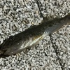 寒いこの時期に唯一釣れて良かった
