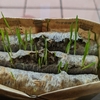 ネコ草覚醒！日光浴で伸びる強さ