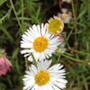 (245) Erigeron karvinskianus