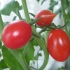 トマトの収穫４回目♪