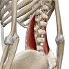 股関節のつまり感へのアプローチ(腰方形筋と大腰筋へのアプローチ)