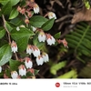 白山高山植物園オープンガーデン（最終回）