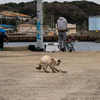 隣県離島のねこさん