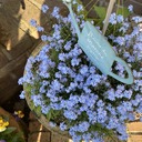 Life of BalconyGardener