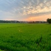 夏の花を楽しみながら朝散歩