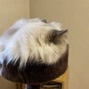 ふくちゃんが動画の猫の声に驚いたこと