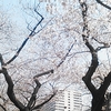 桜、霞ヶ関