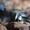 早春の花４