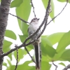 ゴイサギ・コサギ・エナガ・カワラヒワ(大阪城野鳥探鳥20250621 4:35-9:40)