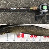 ナマズ釣り 小規模水路で昼練＆河川本流で夕練