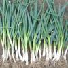 ネギの株分けと植付け