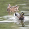 鳥撮日記　シマアジに会えなくても満足！