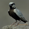 Ashy-crowned Sparrow Lark ハイガシラスズメヒバリ （インドの鳥その62）